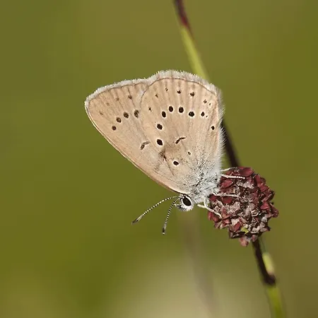 בית נופש Dormouse House In Slovenia *
