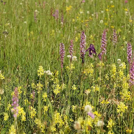 Dormouse House In Slovenia בית נופש Grahovo