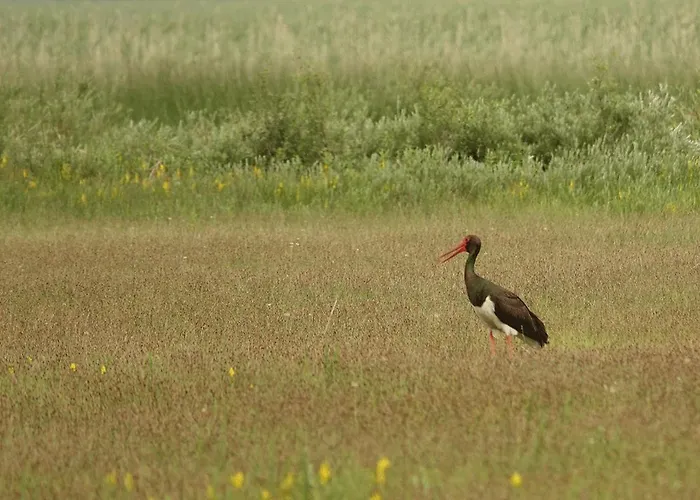 Dormouse House In Slovenia Vakantiehuis